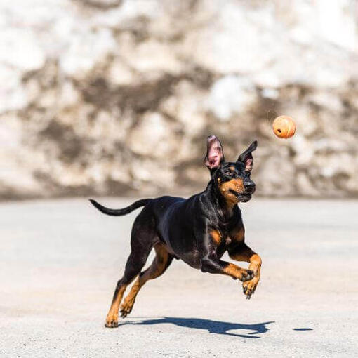 Terrier corriendo sobre la nieve