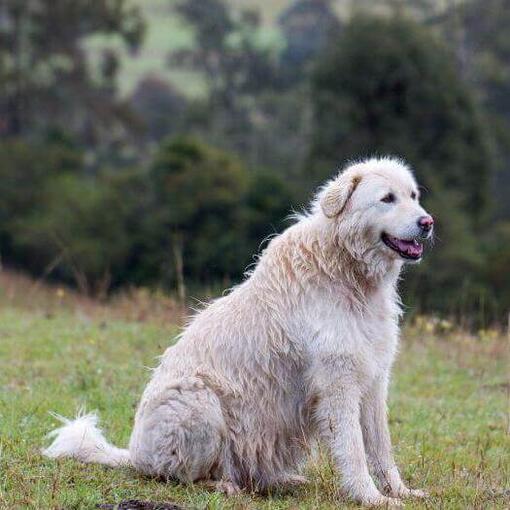 Perro pastor de Maremma cerca del bosque