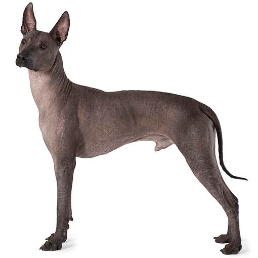 Perro de raza Xoloitzcuintle (mediano)