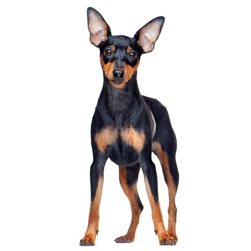 Perro de raza Pinscher miniatura