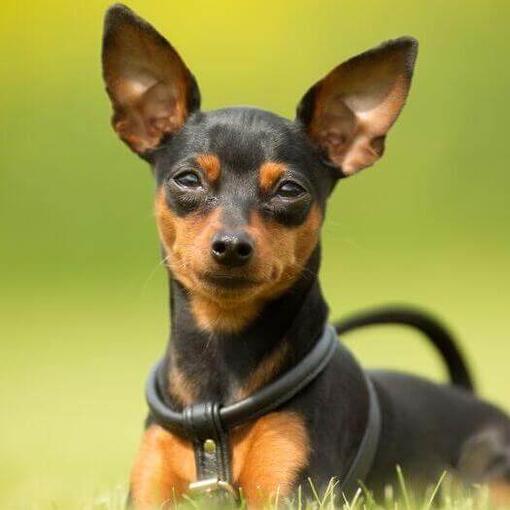 El Pinscher Aleman Es Una Buena Raza De Perro El Pinscher Aleman Es Una Buena Raza De Perro