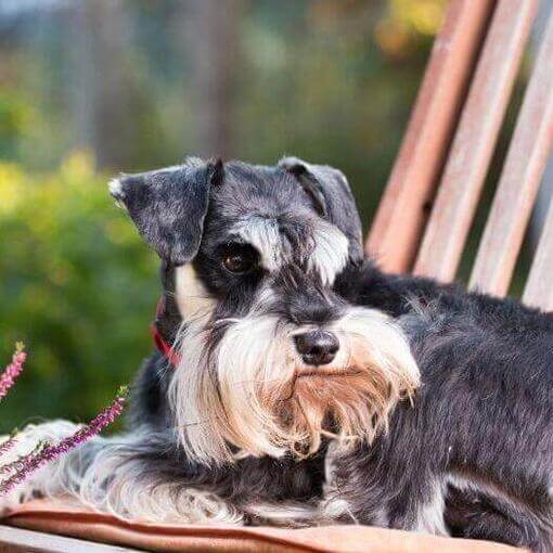 Schnauzer miniatura tumbado en una silla en un jardín