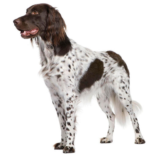 Perro de raza Munsterlander (grande)