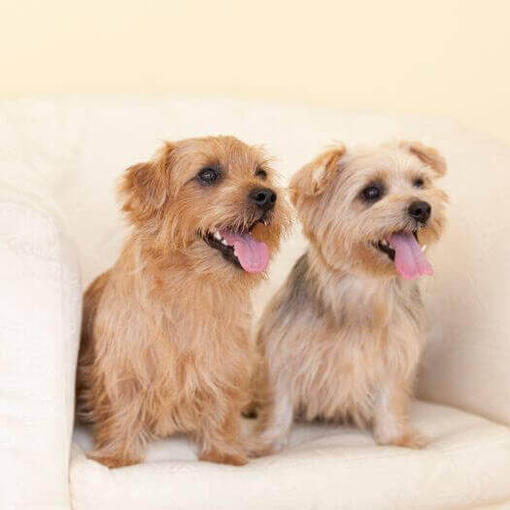 Dos Norfolk Terriers en la silla