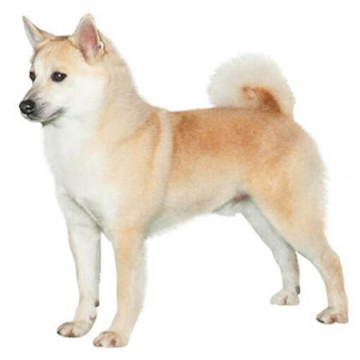 Perro de raza Buhund noruego