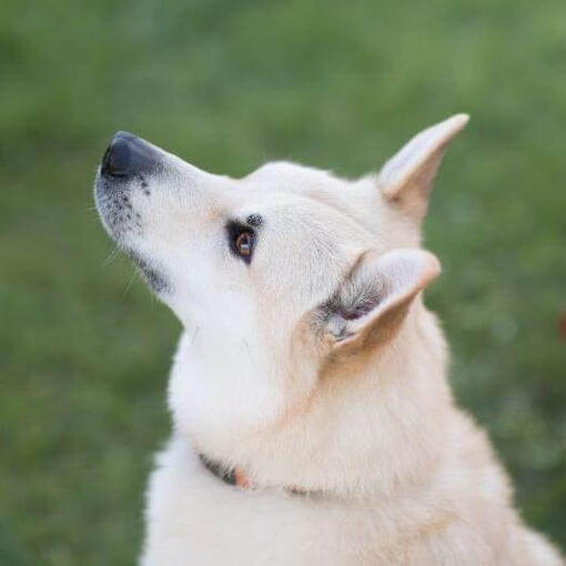 Buhund noruego está de pie en el patio y mirando hacia adelante