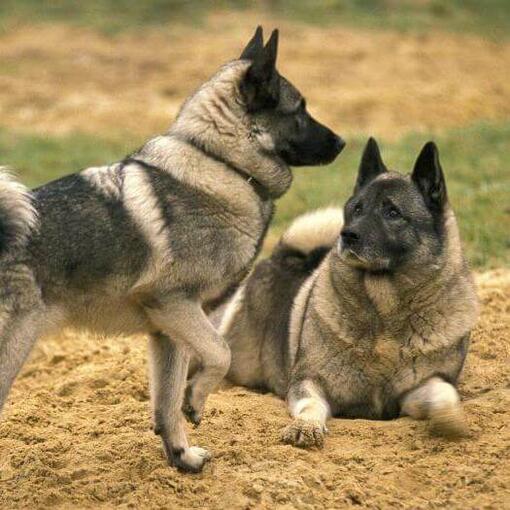 Dos Elkhounds noruegos juegan entre sí en la hierba