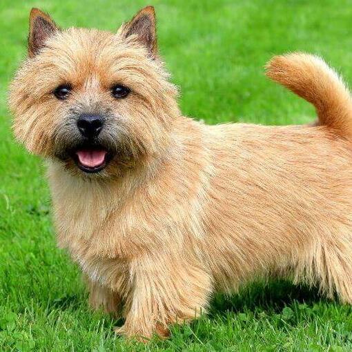 Terrier de Norwich de pie sobre la hierba