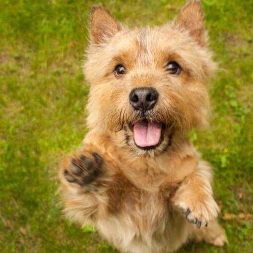 Terrier de Norwich saltando hacia la cámara