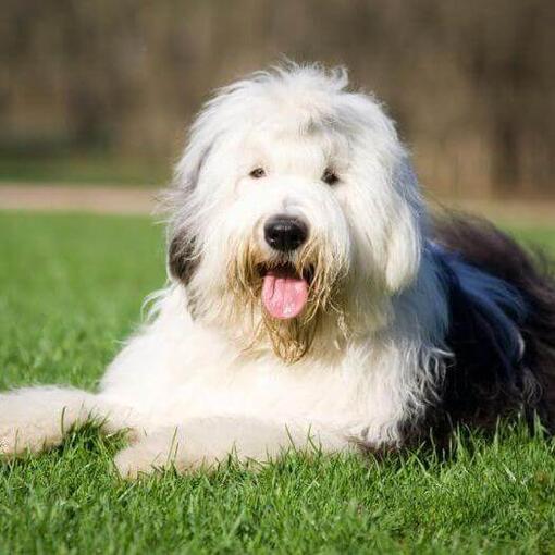 Perro de raza Bobtail (antiguo perro pastor inglés)