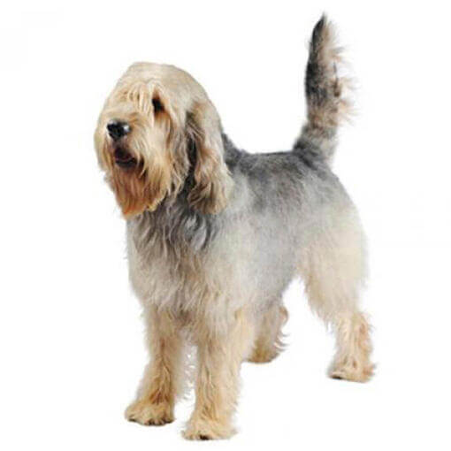 Perro de raza Otterhound