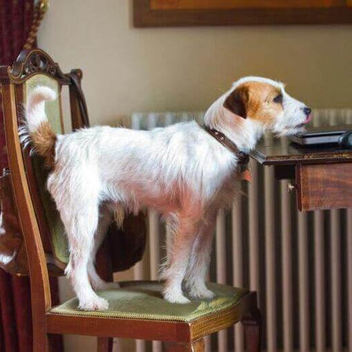 Parson jack russell terrier en la silla