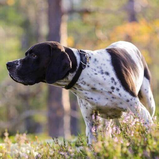 Pointer buscando