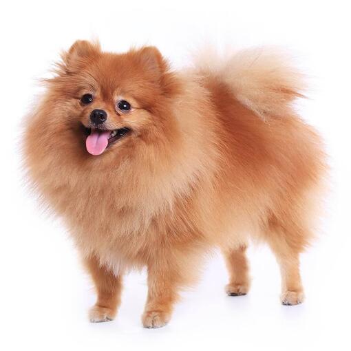 Perro de raza Pomerania