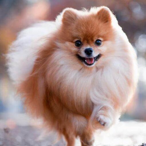 Pomerania corriendo