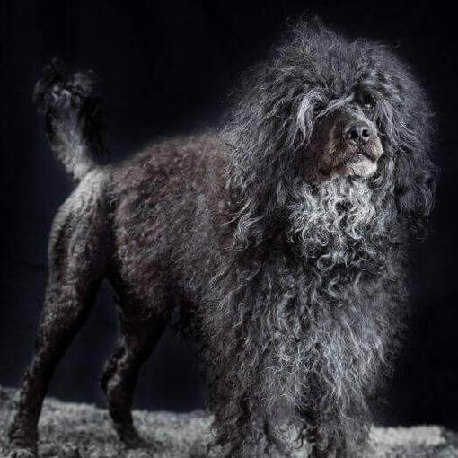 Perro de agua portugués de pie por la noche