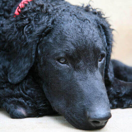Retriever de pelo rizado con collar rojo tumbado