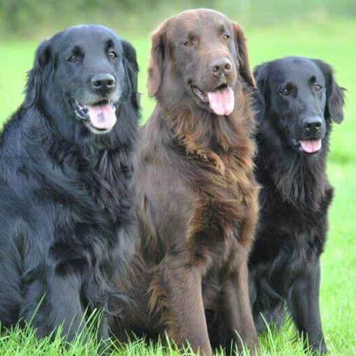 Tres retrievers de pelo liso sentados en la hierba