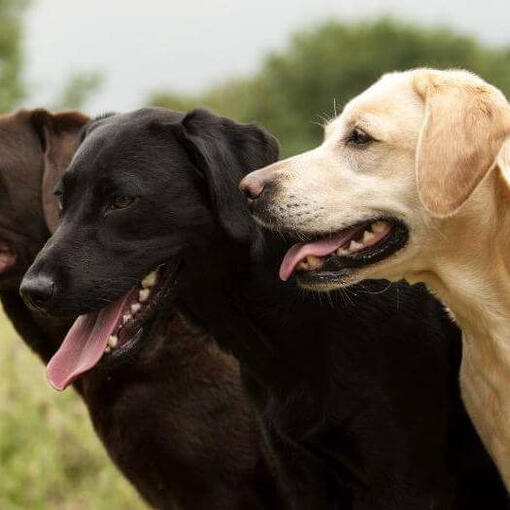 Tres labradores juntos