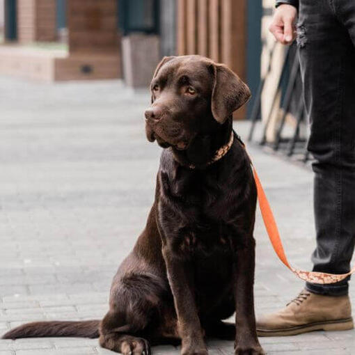 Labrador junto a su dueño