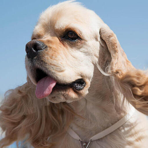 Cocker Spaniel americano con la lengua fuera