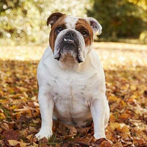 Perro de raza Bulldog