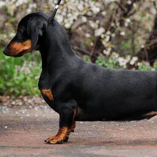Teckel de pelo liso