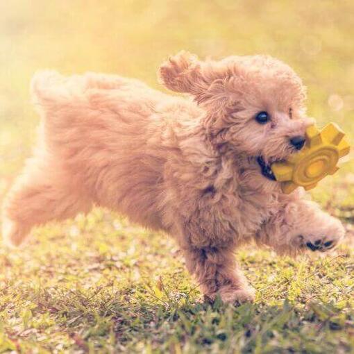 Caniche Toy está jugando y saltando en el jardín en un cálido día de verano