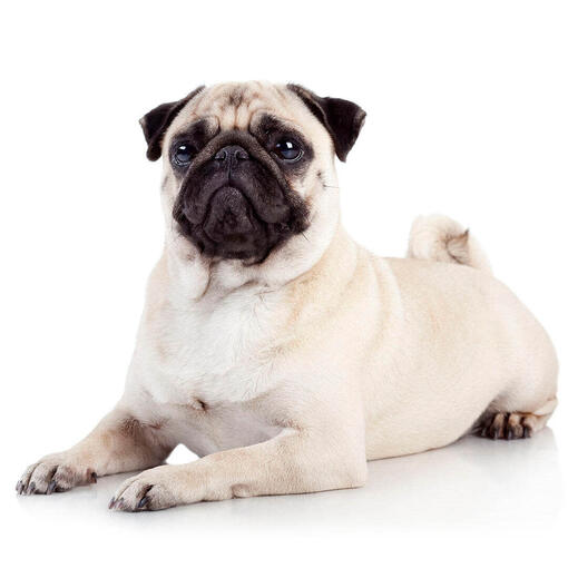 Perro de raza Carlino