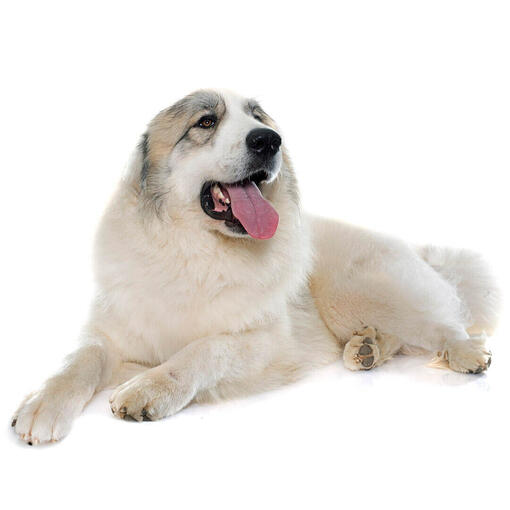 Perro de montaña de los Pirineos