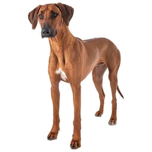 Perro de raza Crestado rodesiano (rhodesian ridgeback)