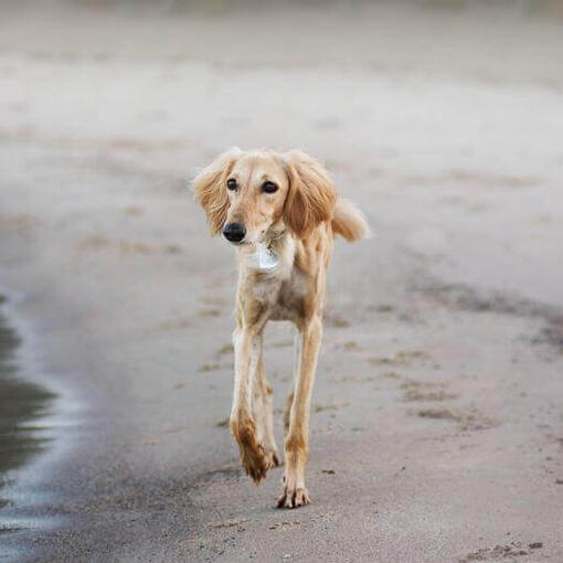 Perro de raza saluki corriendo en la playa