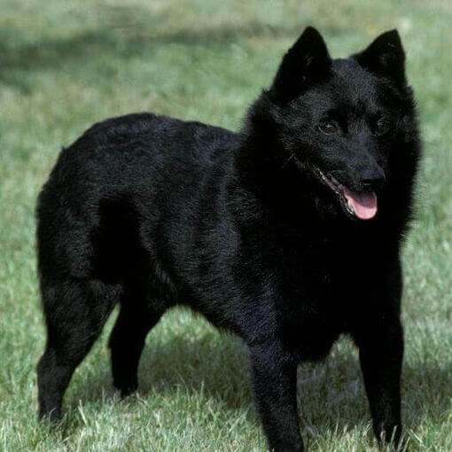 Schipperke está de pie sobre la hierba y mira hacia delante