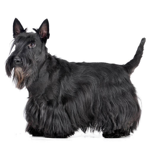 Perro de raza Terrier escocés (scottish terrier)