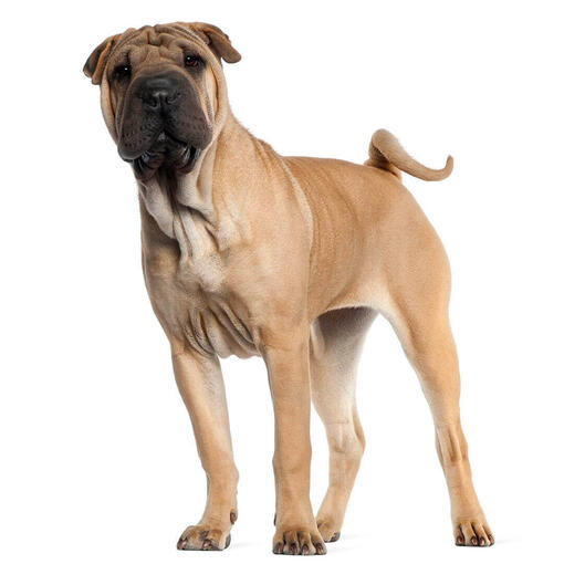 Perro de raza Shar Pei