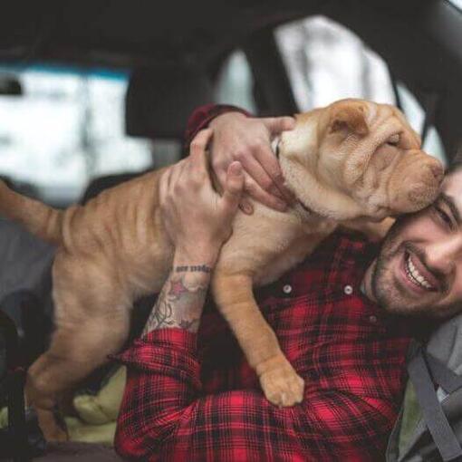 Cachorro Shar Pei en manos de su dueño