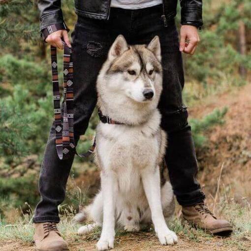 Husky sentado junto a su dueño