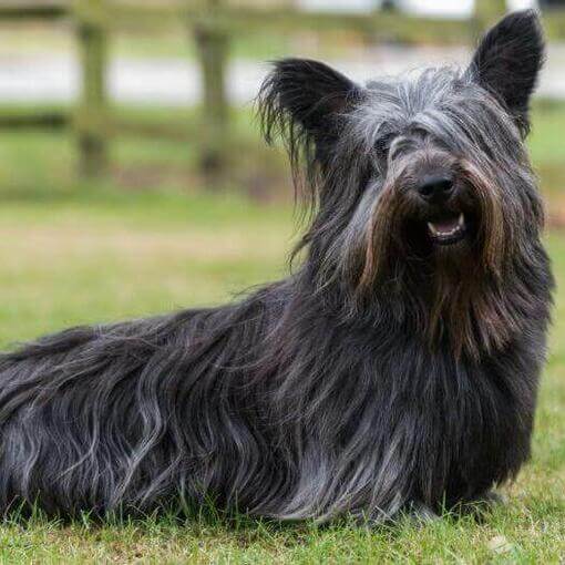 Skye Terrier gris oscuro sentado en la hierba verde