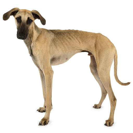 Perro de raza Sloughi (galgo árabe)