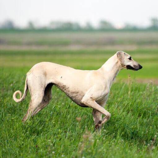 Sloughi jugando en el campo