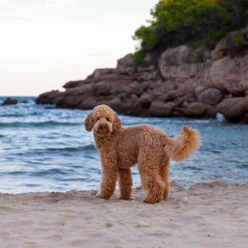 Perro en la orilla del mar