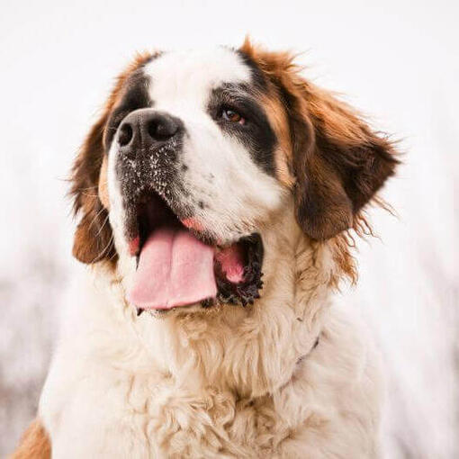 Perro de raza San Bernardo (de pelo medio/largo)