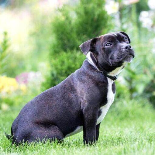 Staffordshire Bull Terrier sentado en la hierba