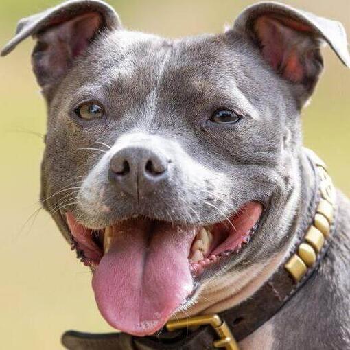Staffordshire Bull Terrier con la lengua fuera