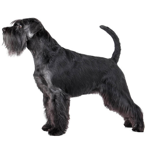 Perro de raza Schnauzer estándar