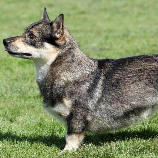 Vallhund sueco de pie sobre la hierba