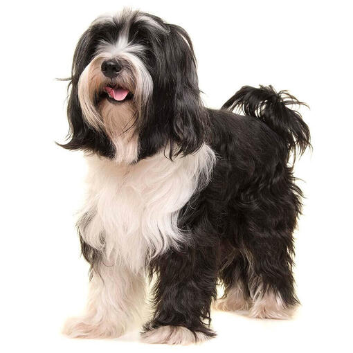 Perro de raza Terrier tibetano