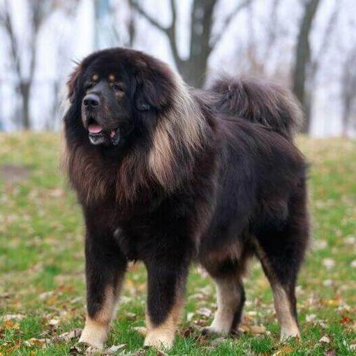 Mastín tibetano oscuro en el bosque