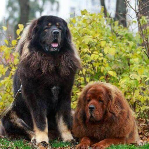 Mastines tibetanos marrones y negros en el parque
