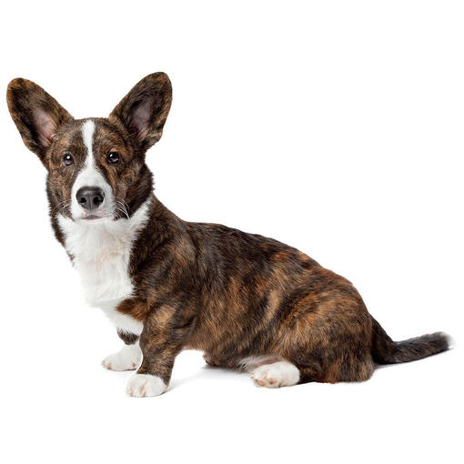 Perro de raza Corgi galés de Cardigan (de pelo medio/largo)